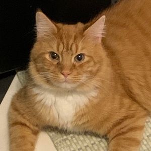 Meet your Posher, Evie